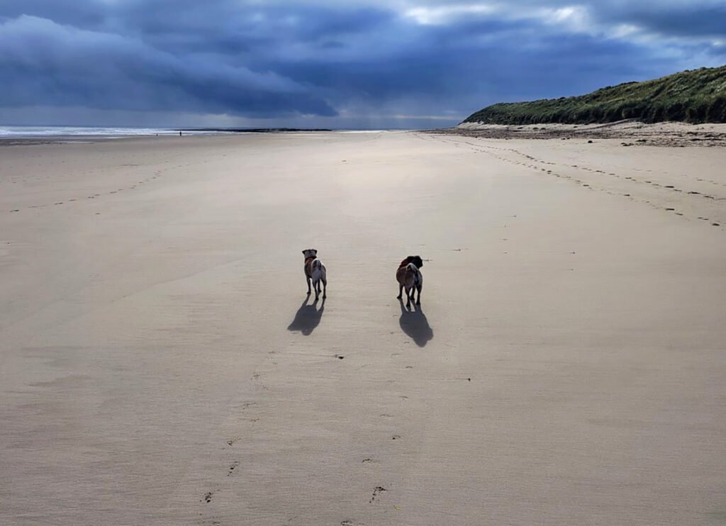Dotty and Bertha love running on the local beaches