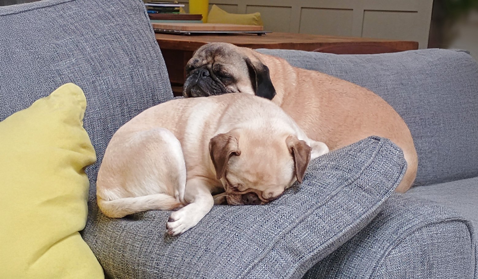 Dotty and Bertha having a snooze