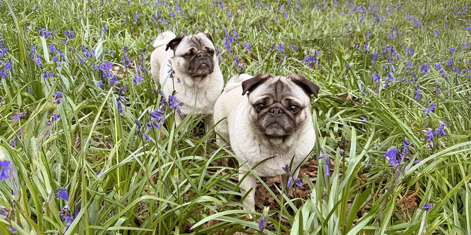 Surrendered pugs are given the best care whe they come to the PDWRA