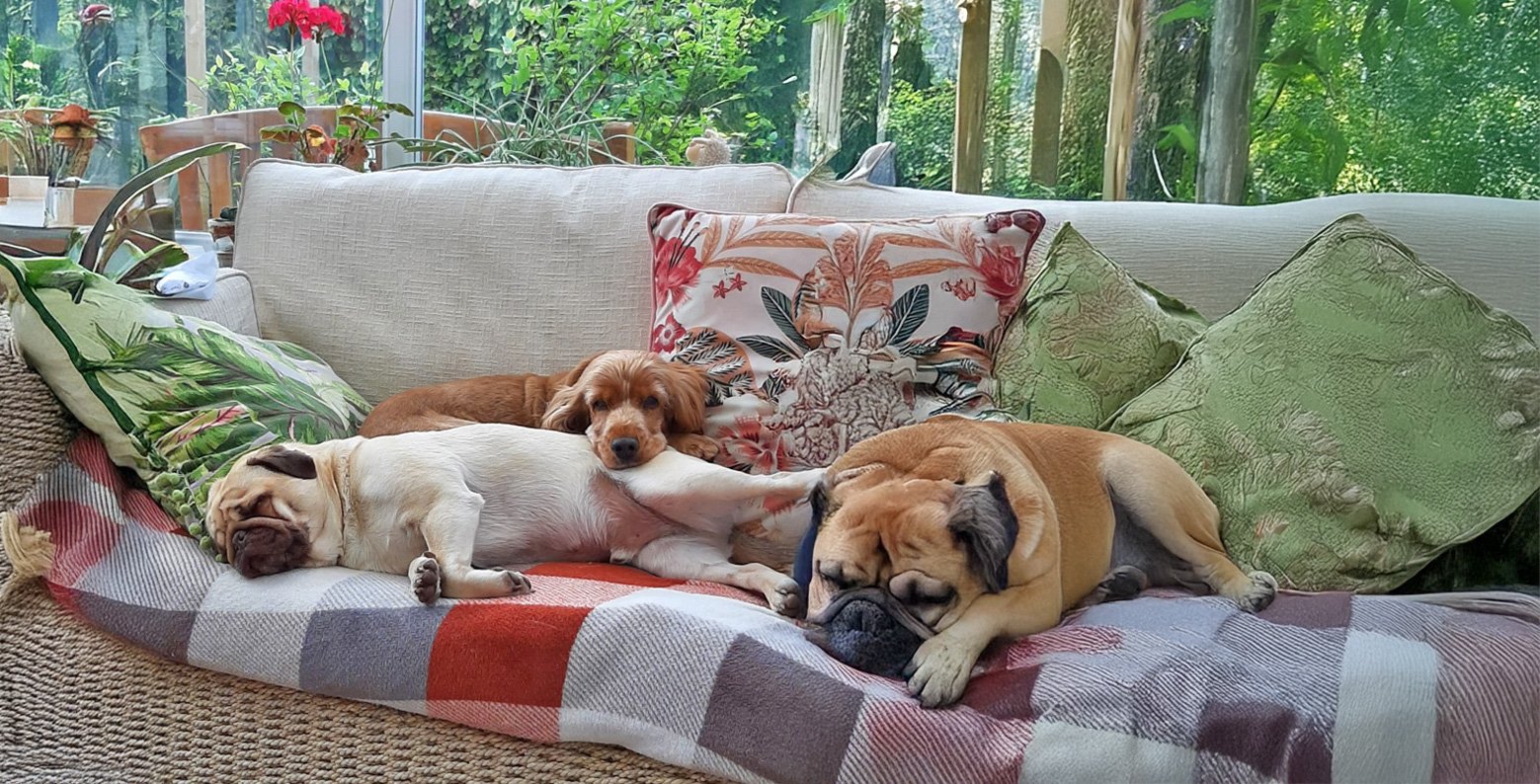 Surrendered pugs are given the best care whe they come to the PDWRA