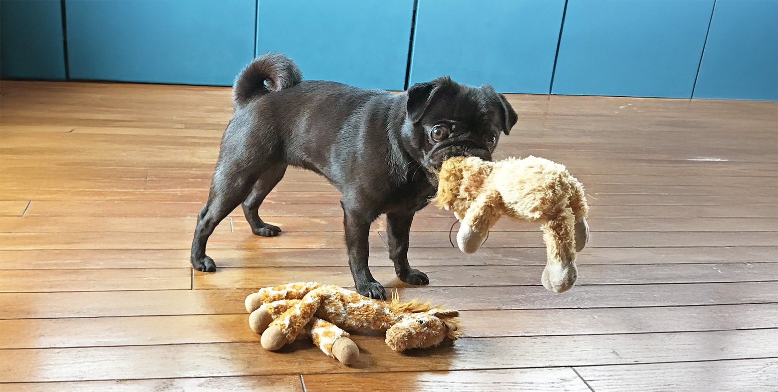 Surrendered pugs are given the best care whe they come to the PDWRA