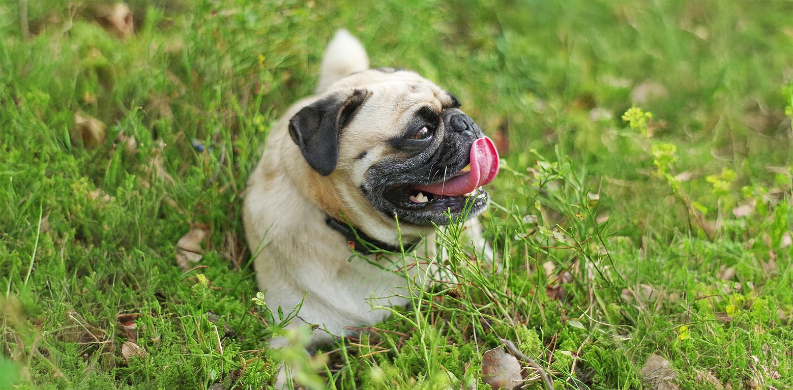 Surrendered pugs are given the best care whe they come to the PDWRA