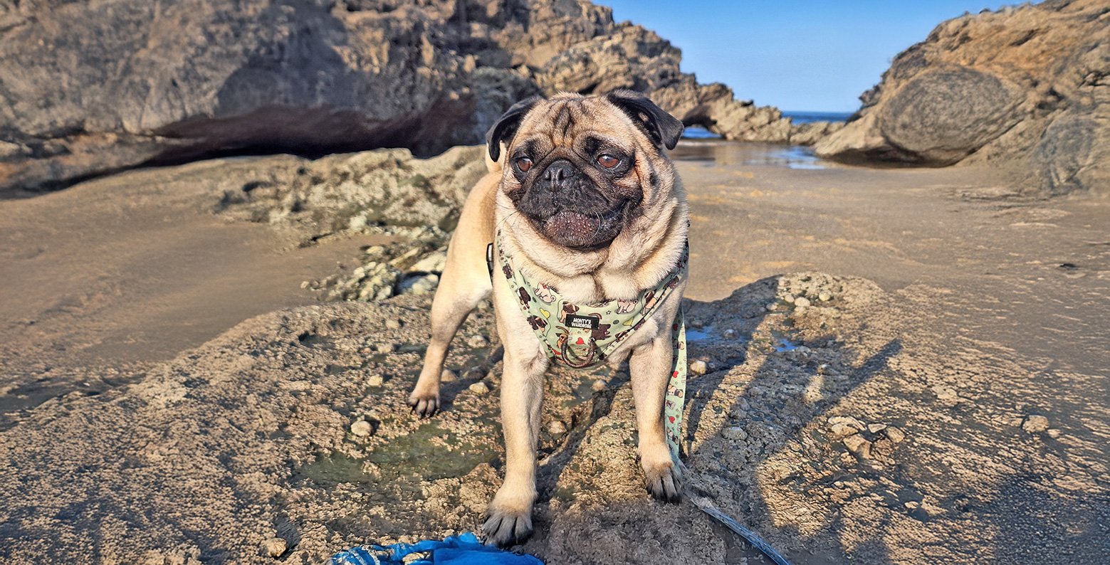 Surrendered pugs are given the best care whe they come to the PDWRA