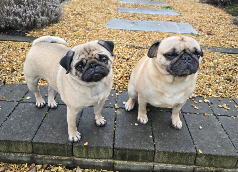 Giles fostered Bertie for the PDWRA