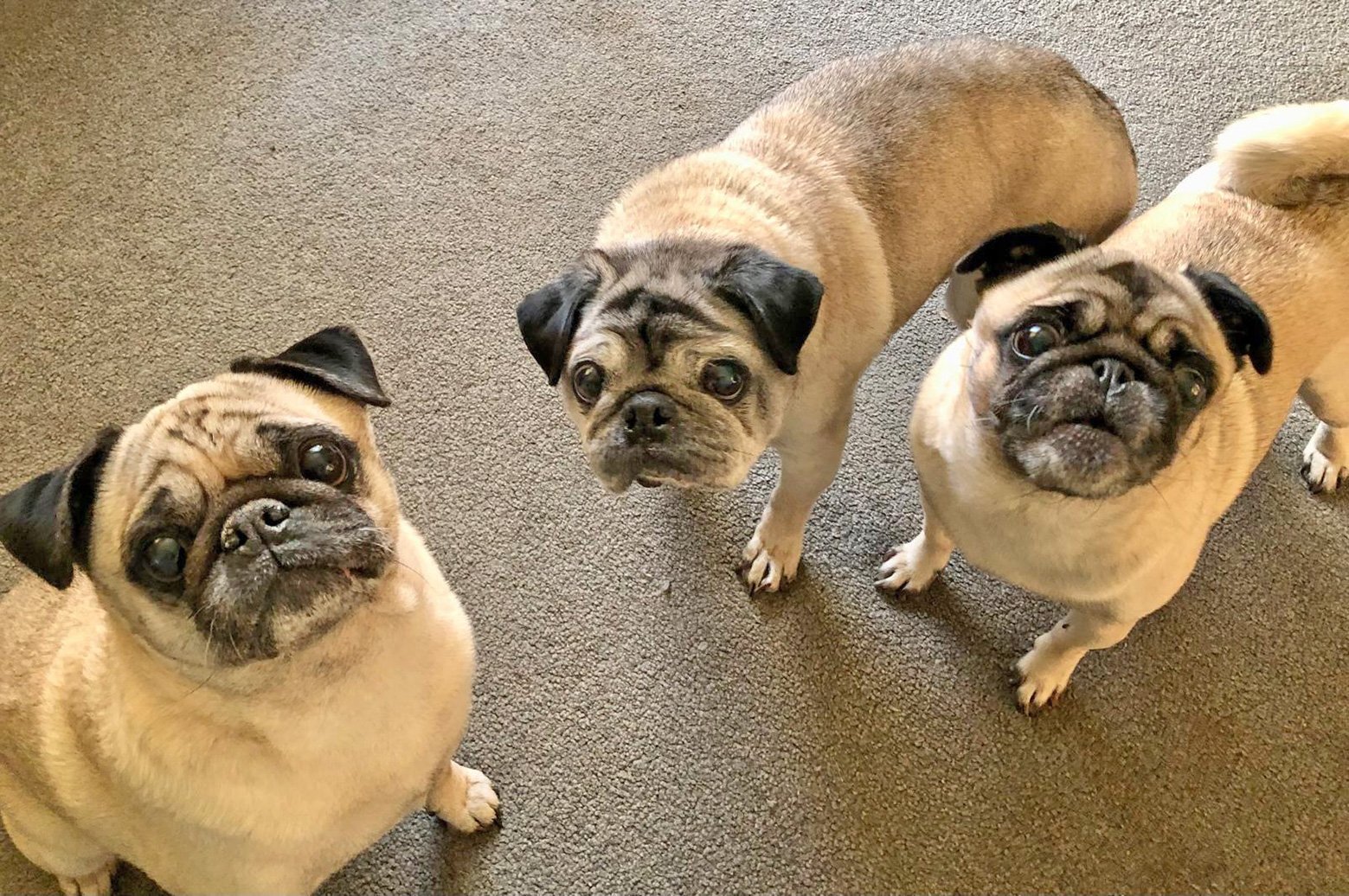 Alfie, Elsie and Ella waiting for their food