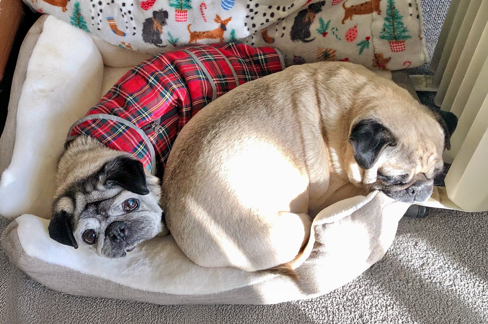 Alfie snuggling up to one of his siblings