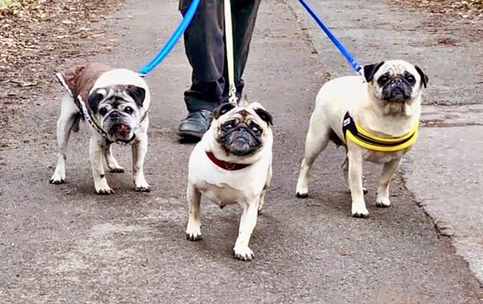 Alfie, Elsie and Ella out for a walk in thw woods