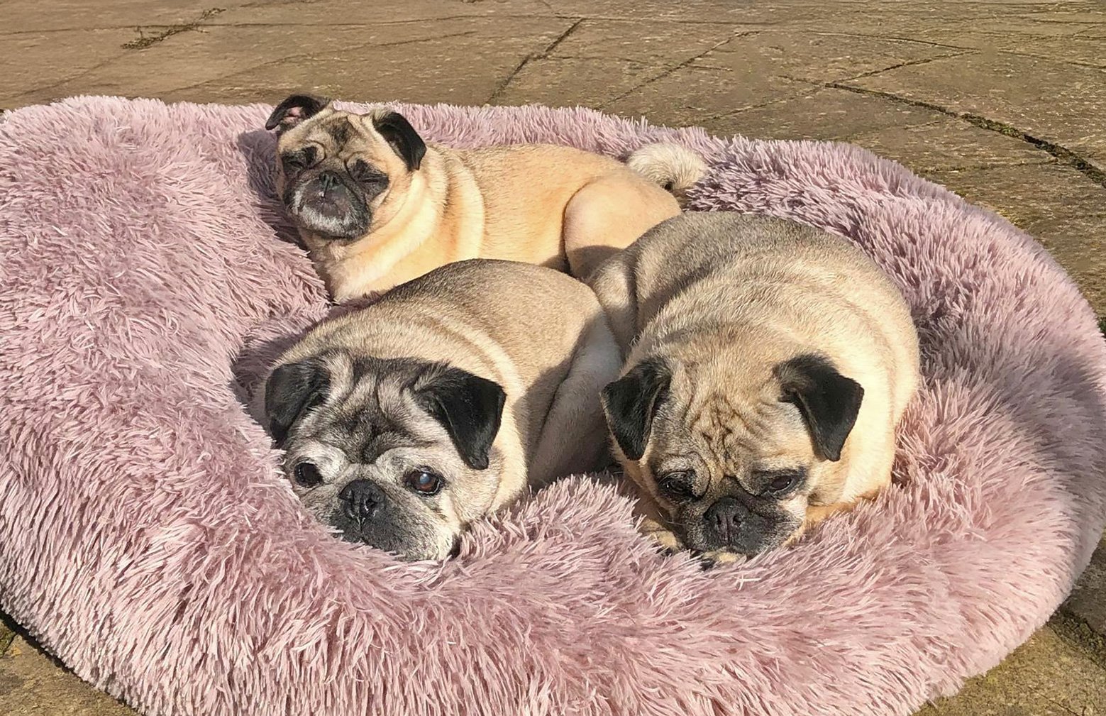 Alfie, Elsie and Ella enjoying the sunshine