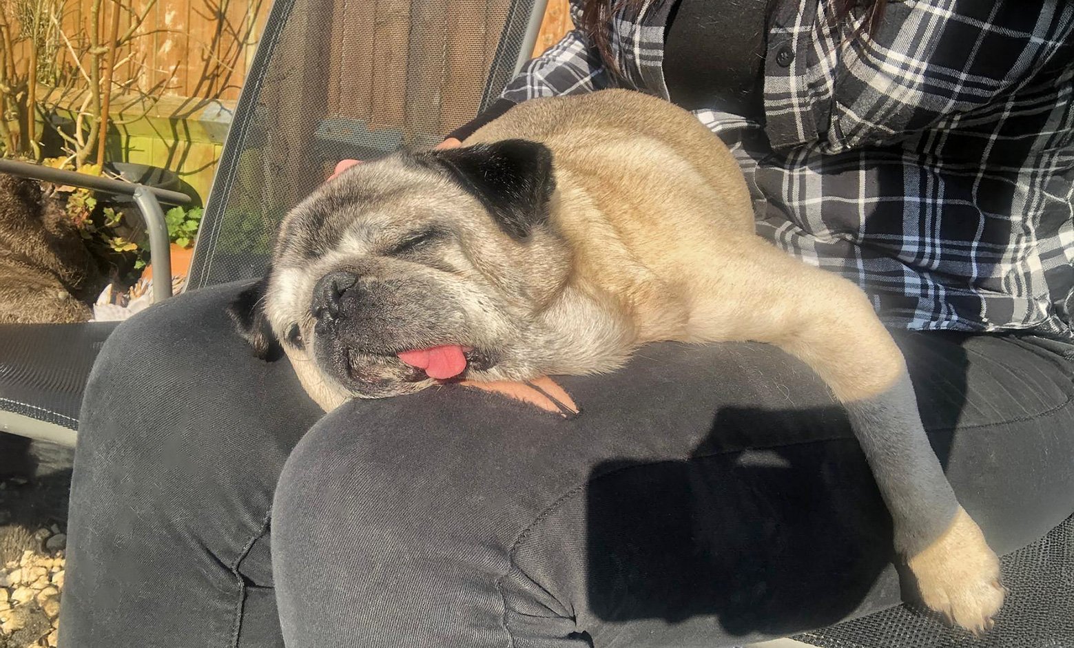 Alfie finding a comfortable lap to lay on