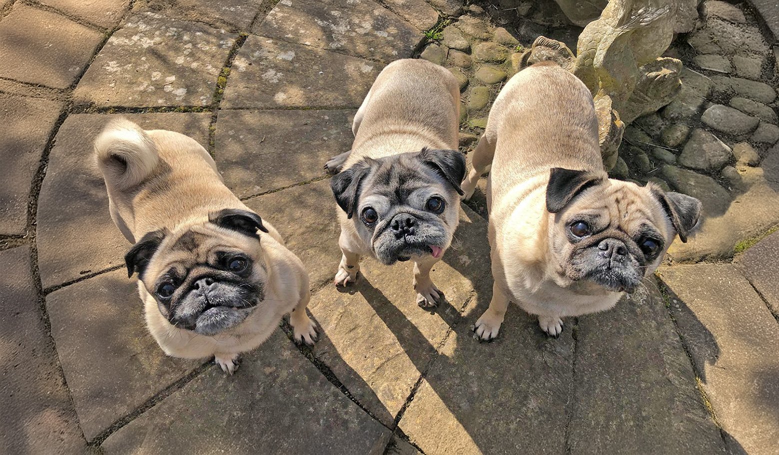 Alfie, Elsie and Ella enjoying the sunshine