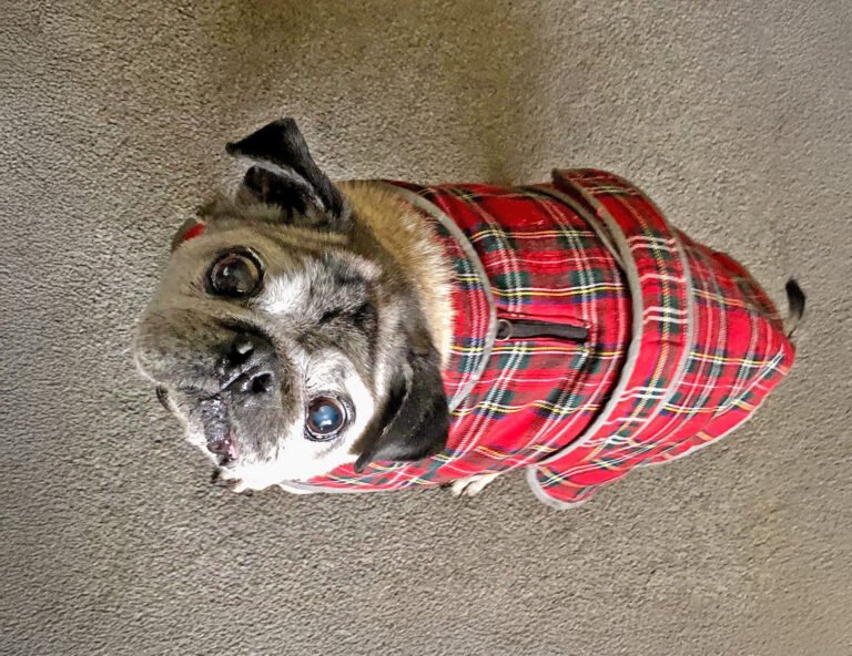 Alfie wearing one of his warm coats
