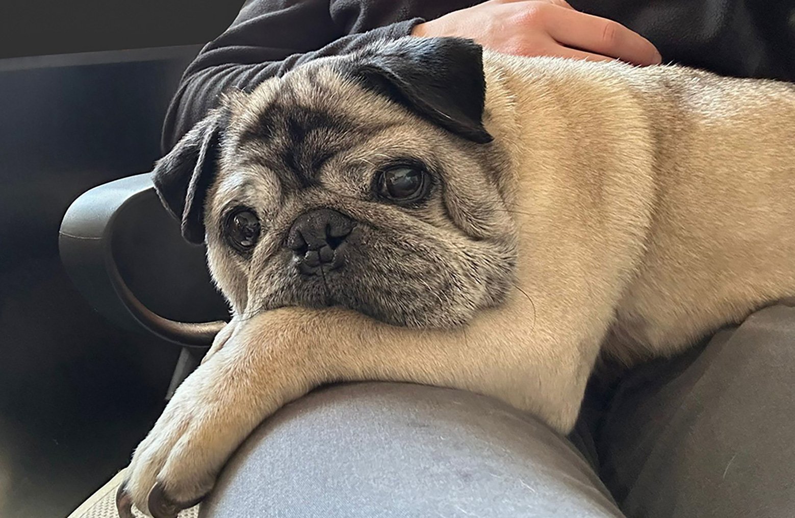 Alfie finding a comfortable lap to lay on