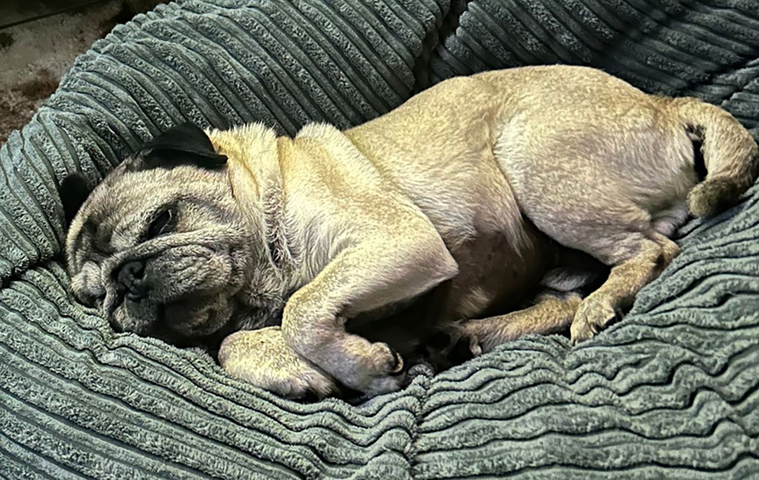 Alfie enjoying a snooze