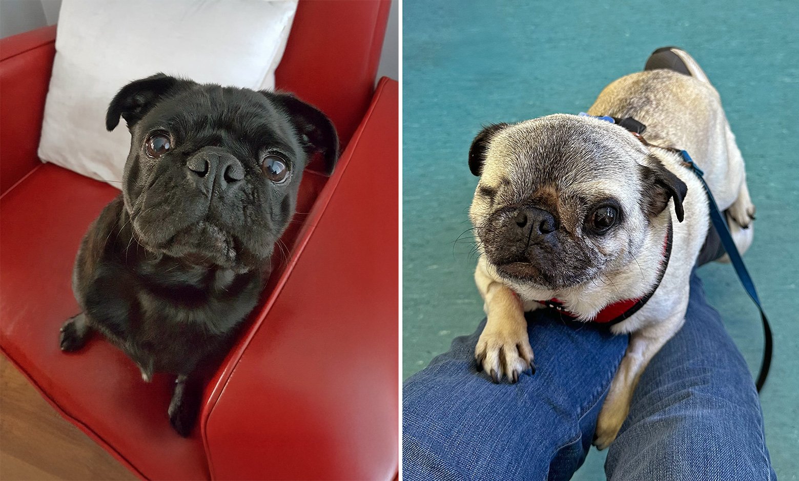 Willow & Vera happy in their new home