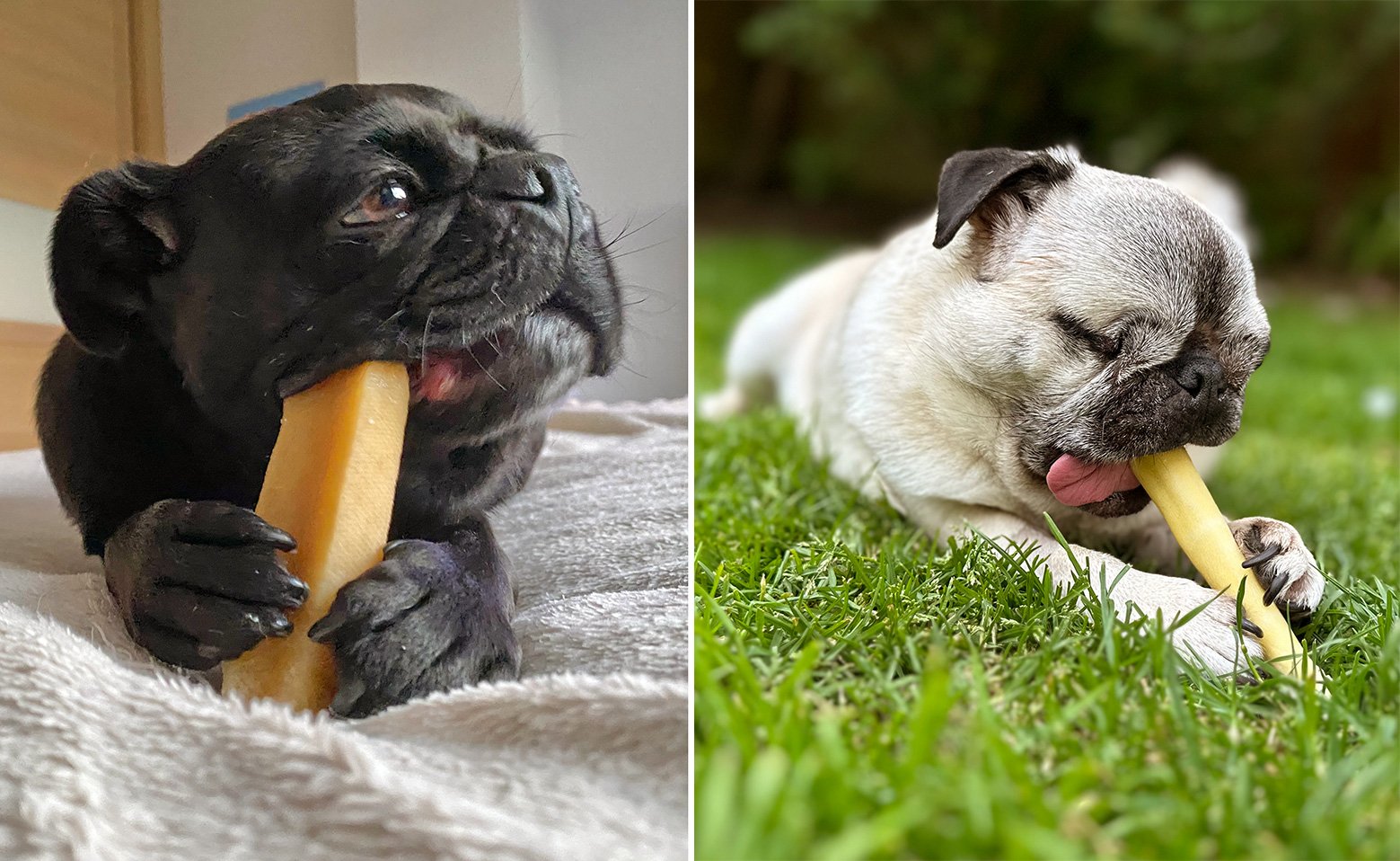 Willow & Vera engrossed in their chews