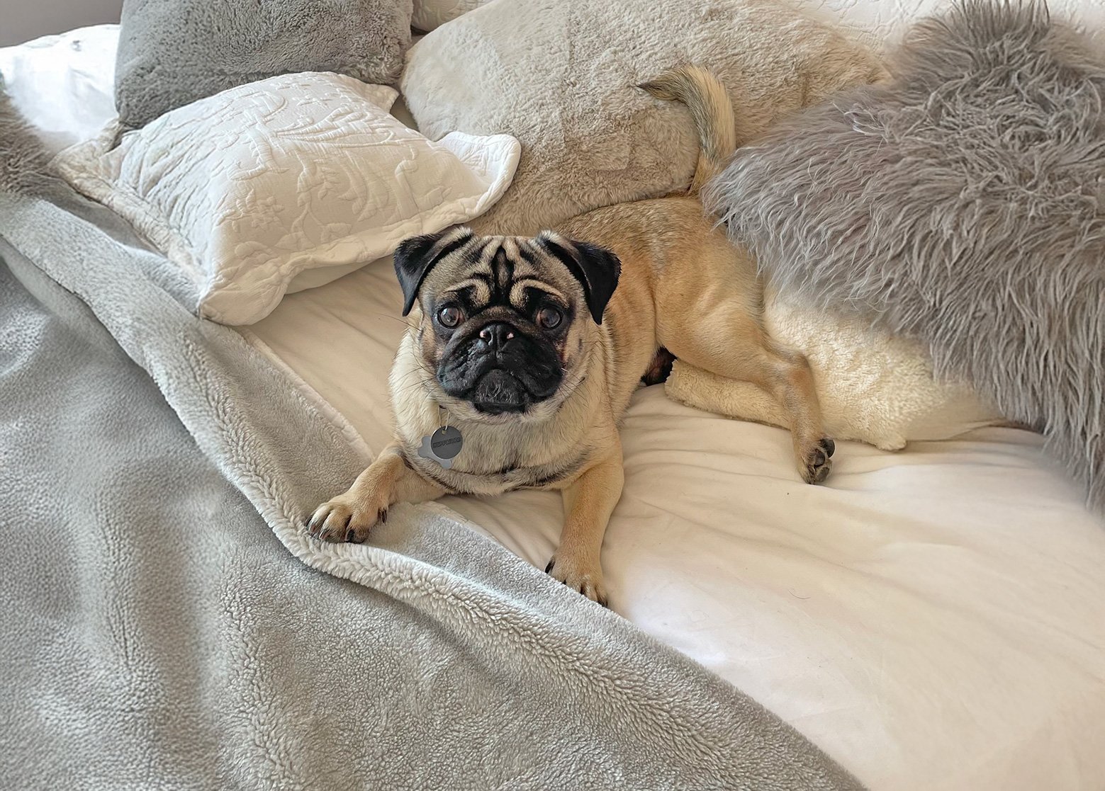 Adopted Leo lounging in bed