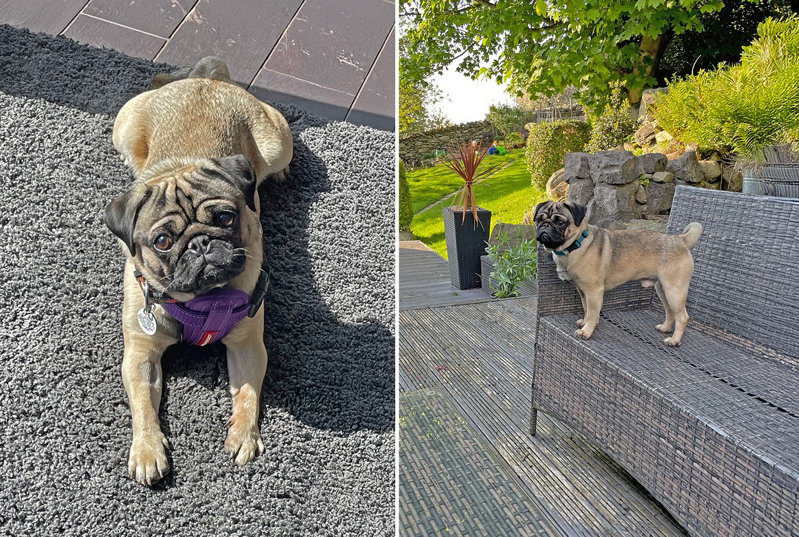 Adopted Leo enjoying the sun in the garden