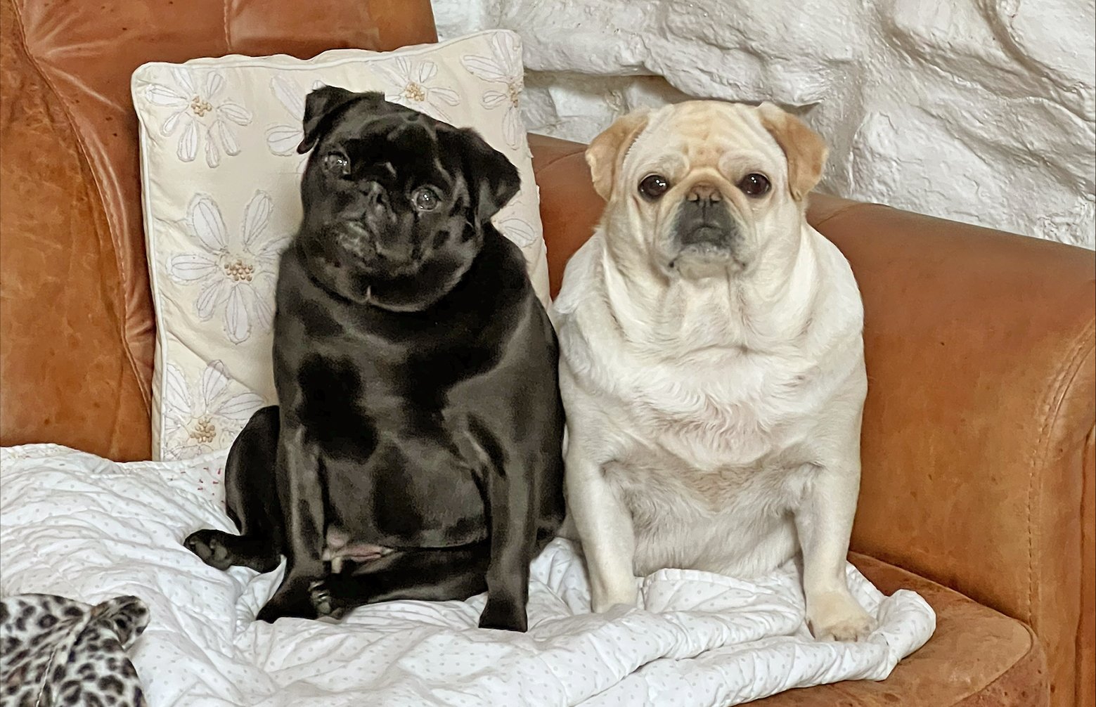 Lizzie's Story of Adopting Bella & Gracie
