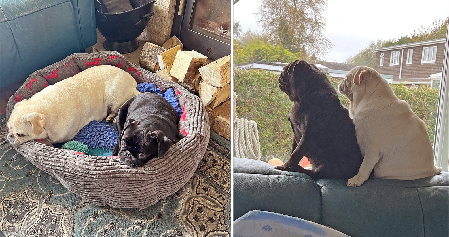 Lizzie's Story of Adopting Bella & Gracie