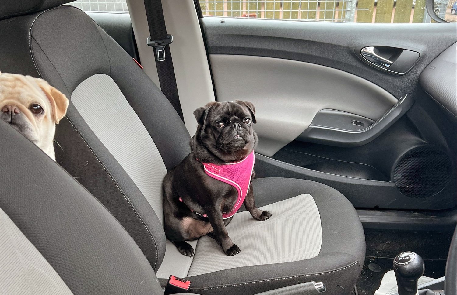 Lizzie's Story of Adopting Bella & Gracie