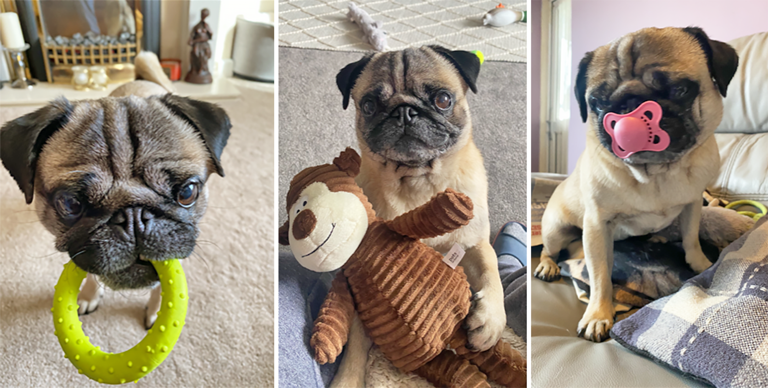 Danny's Story of Adopting Biggles