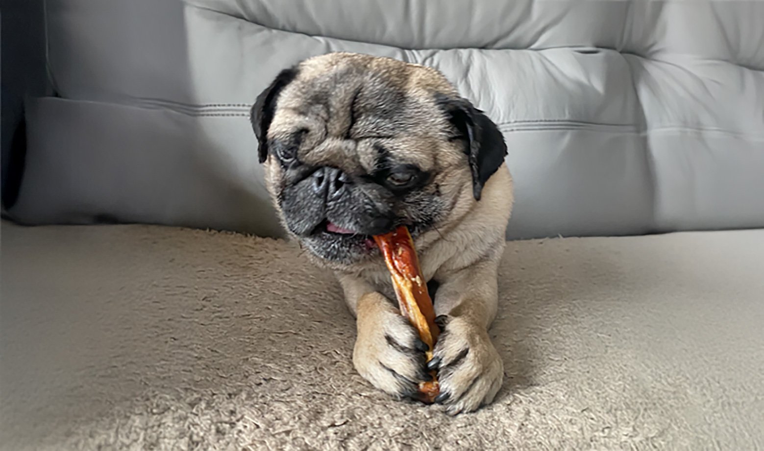 Danny's Story of Adopting Biggles
