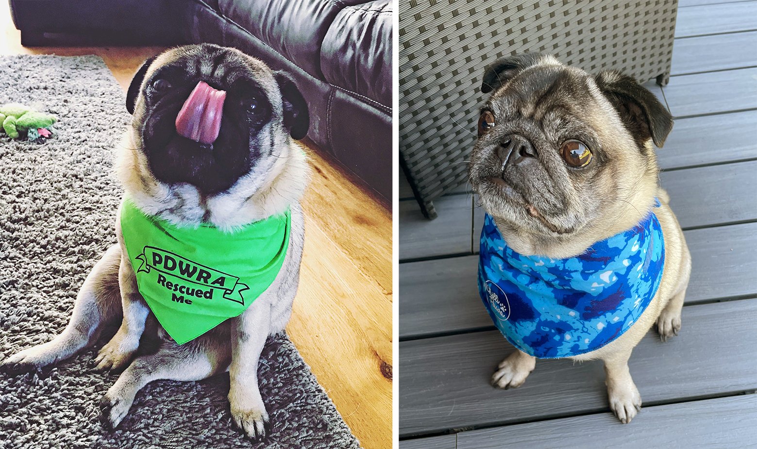 Natalie’s story of adopting Chubbs