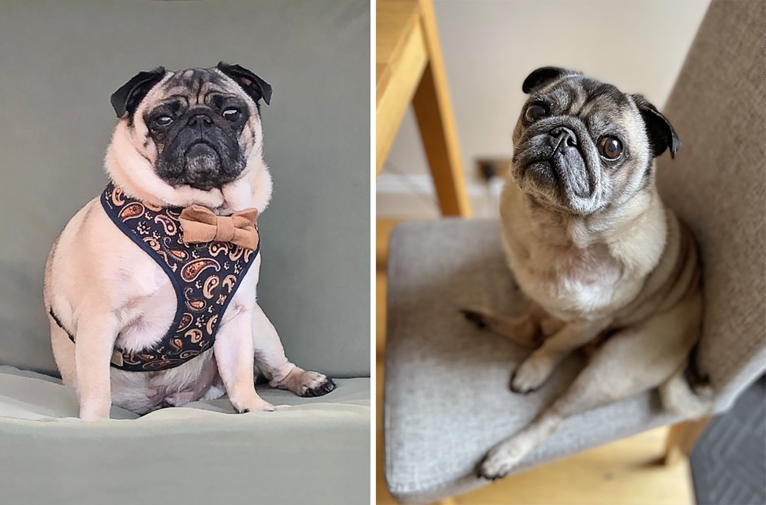 Natalie’s story of adopting Chubbs
