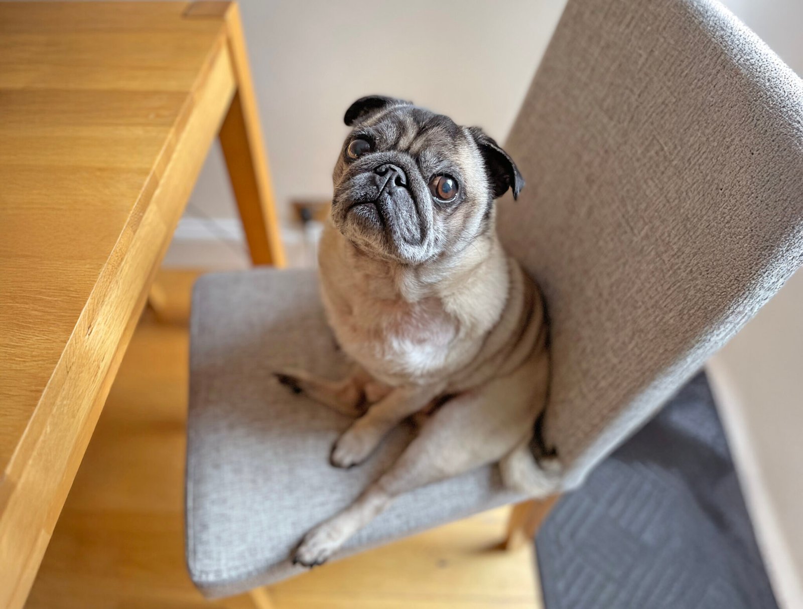 Natalie’s story of adopting Chubbs