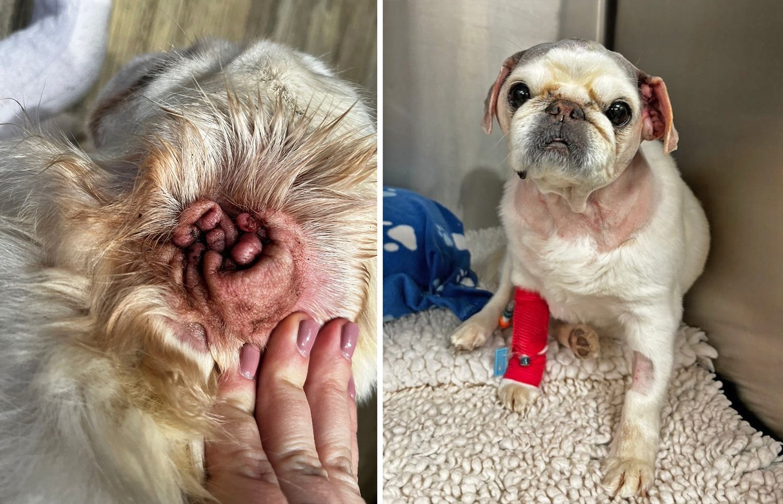 Clemmie’s Story