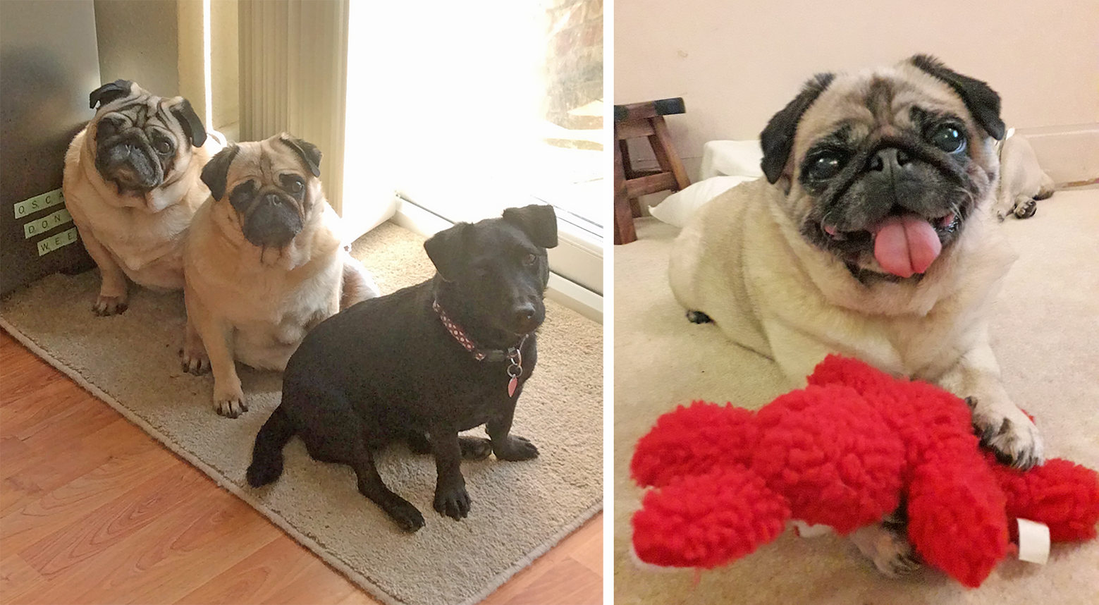 Victoria's Story of Adopting Doris