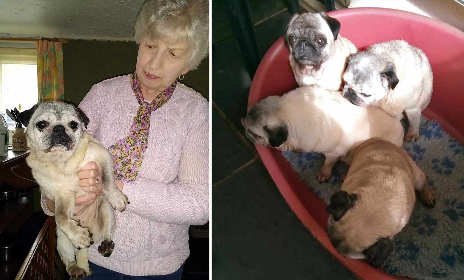 Maureen’s Amazing Life-story with Pugs!