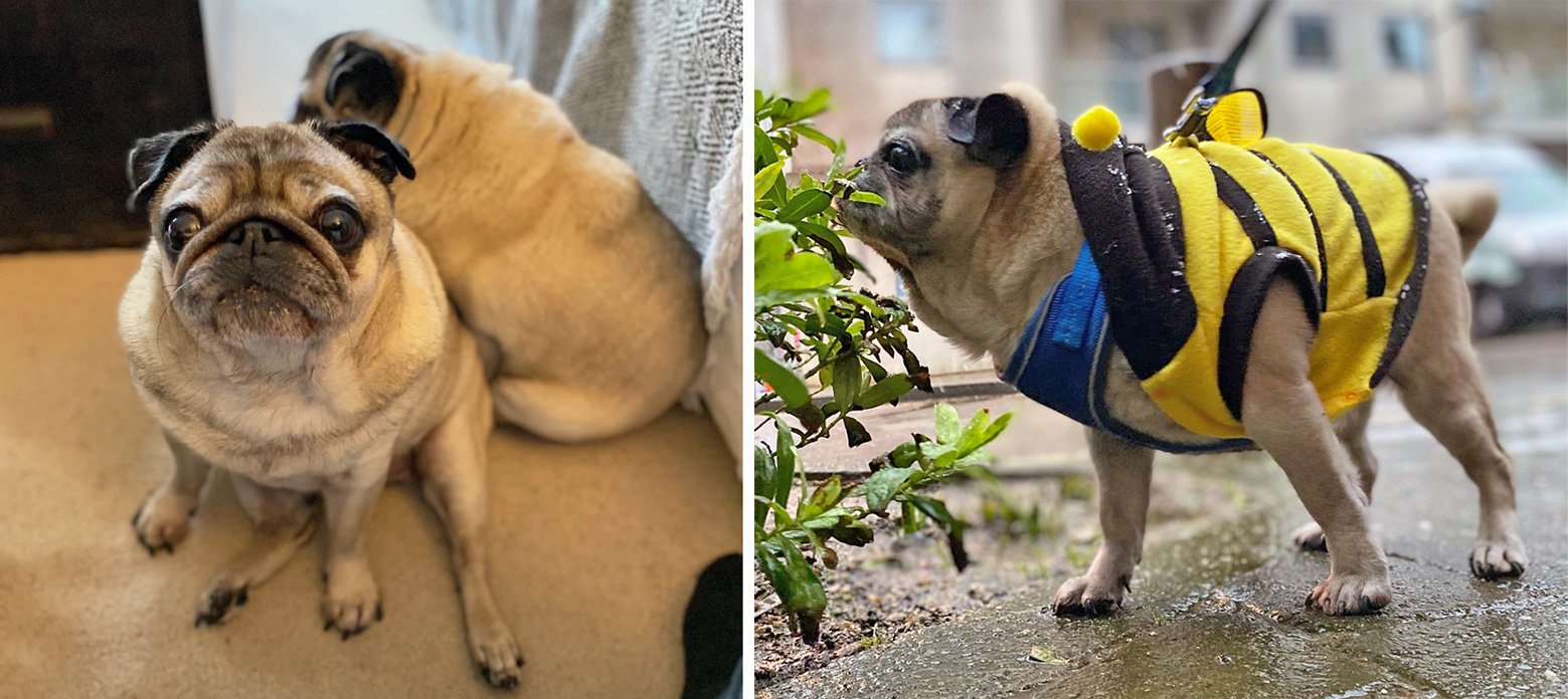 Sam Harrington-Lowe – In Praise of Older Pugs