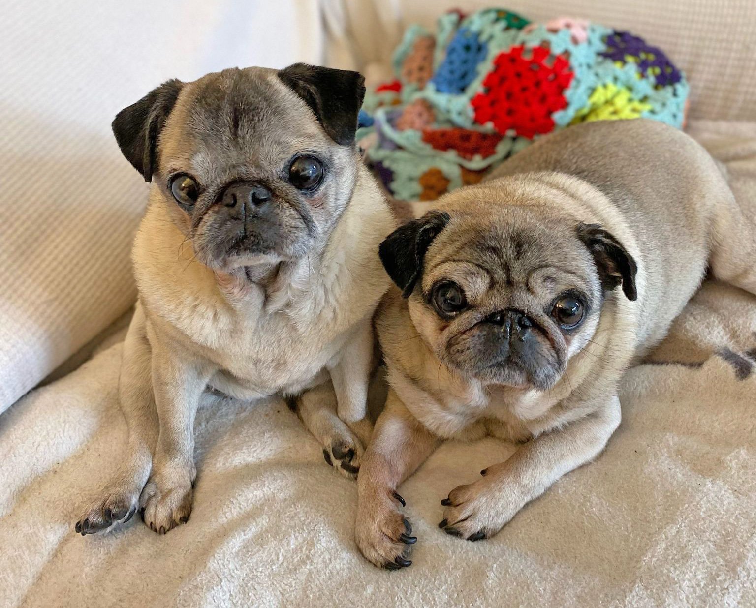 Sam Harrington-Lowe – In Praise of Older Pugs