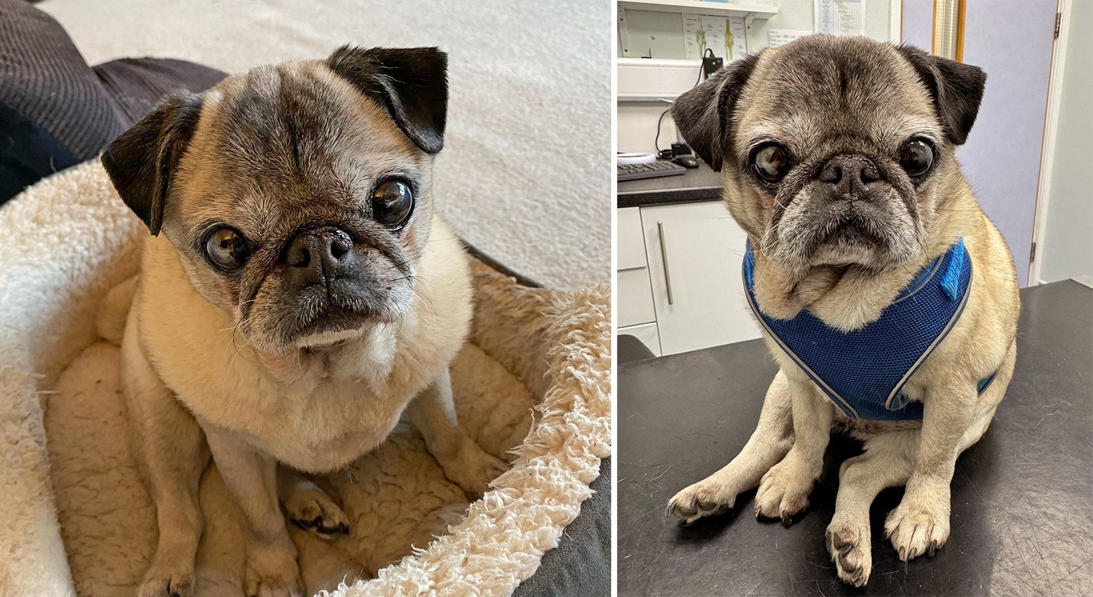 Sam Harrington-Lowe – In Praise of Older Pugs