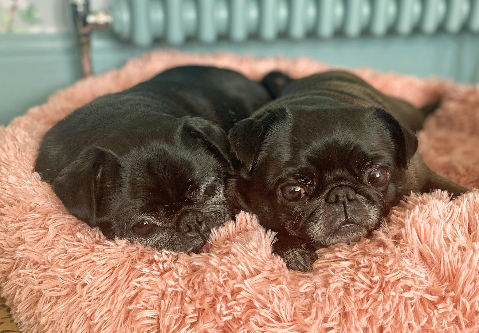 Rebekah’s Story of Adopting Mabel & Pixie