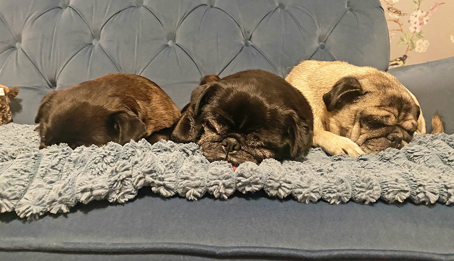 Rebekah’s Story of Adopting Mabel & Pixie