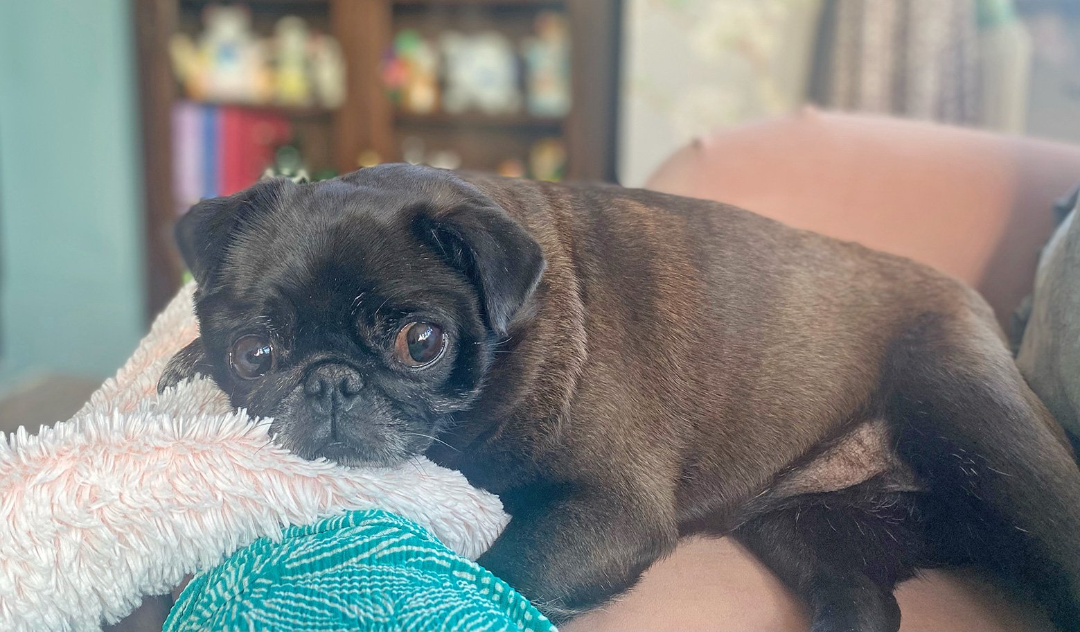 Rebekah’s Story of Adopting Mabel & Pixie