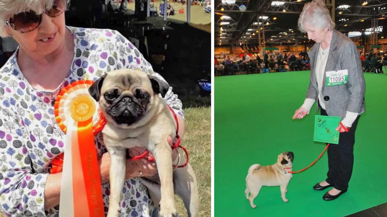 Maureen’s Amazing Life-story with Pugs!