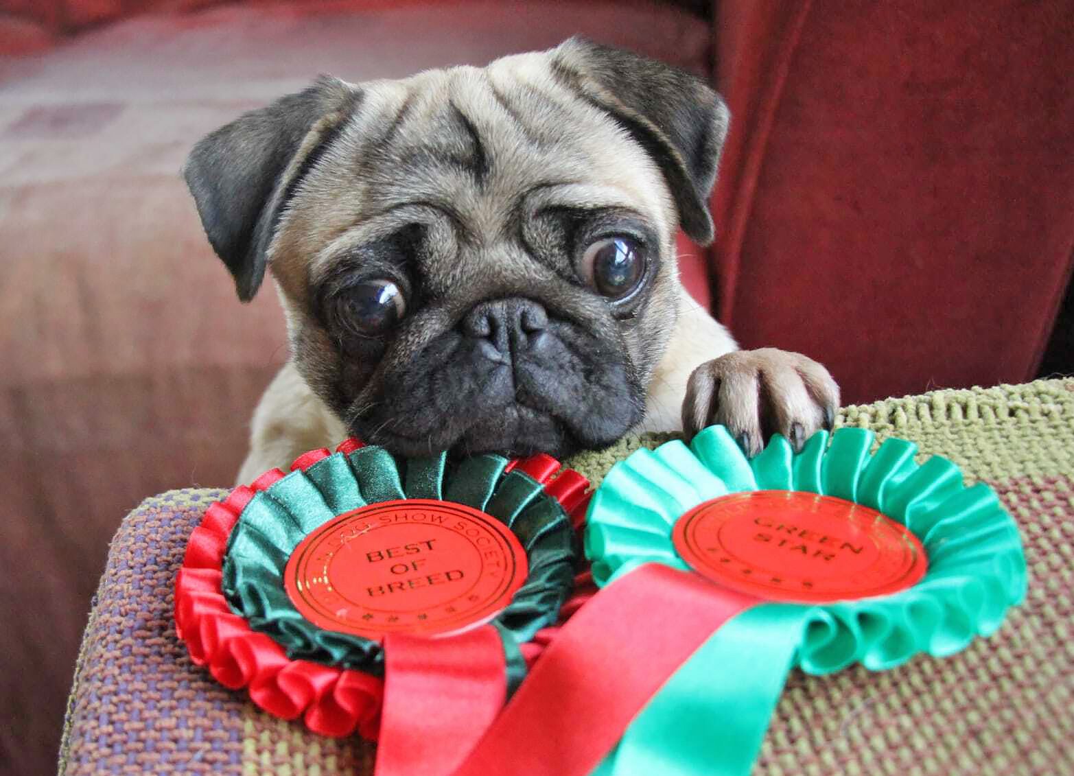 Maureen’s Amazing Life-story with Pugs!