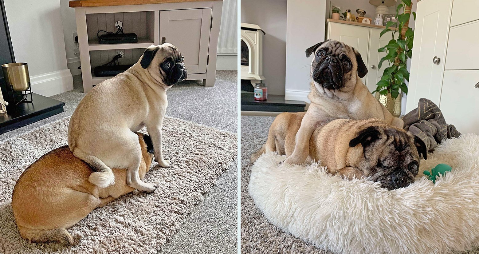 Kathryn's Story of Adopting Minnie
