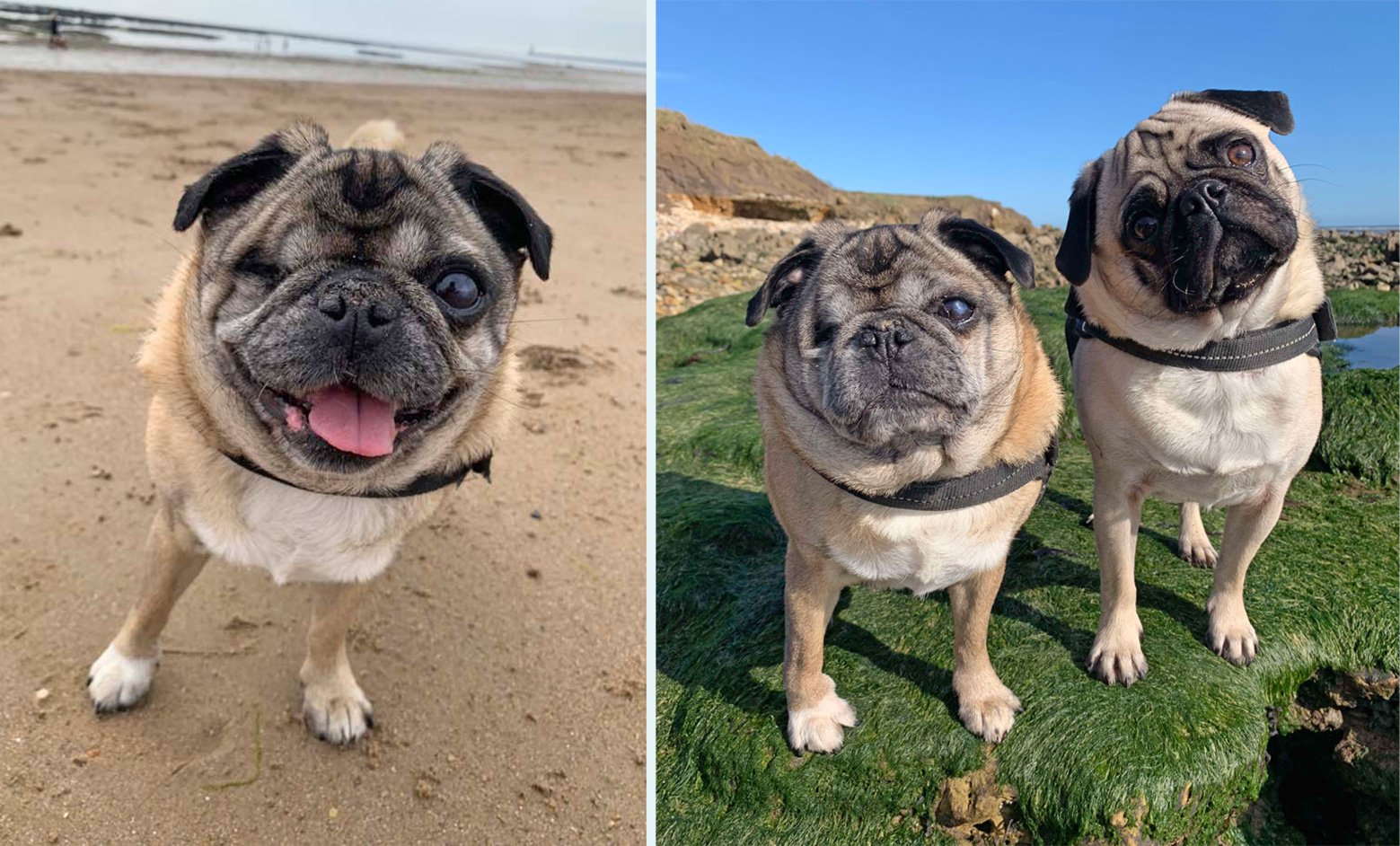 Kathryn's Story of Adopting Minnie