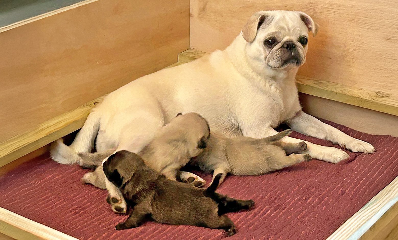 Jackie Maynard talks about the unexpected arrival of some new puppies