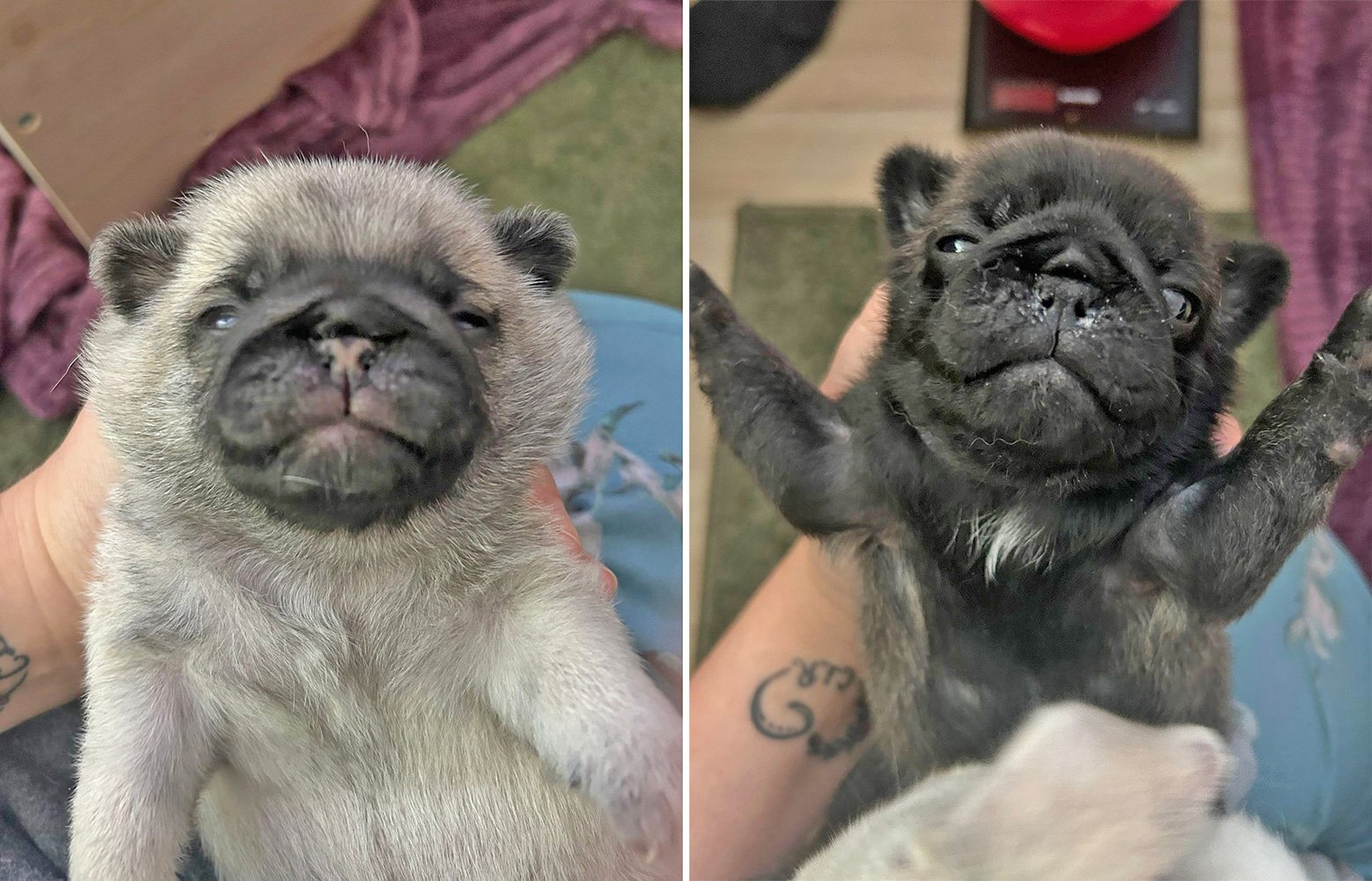 Jackie Maynard talks about the unexpected arrival of some new puppies