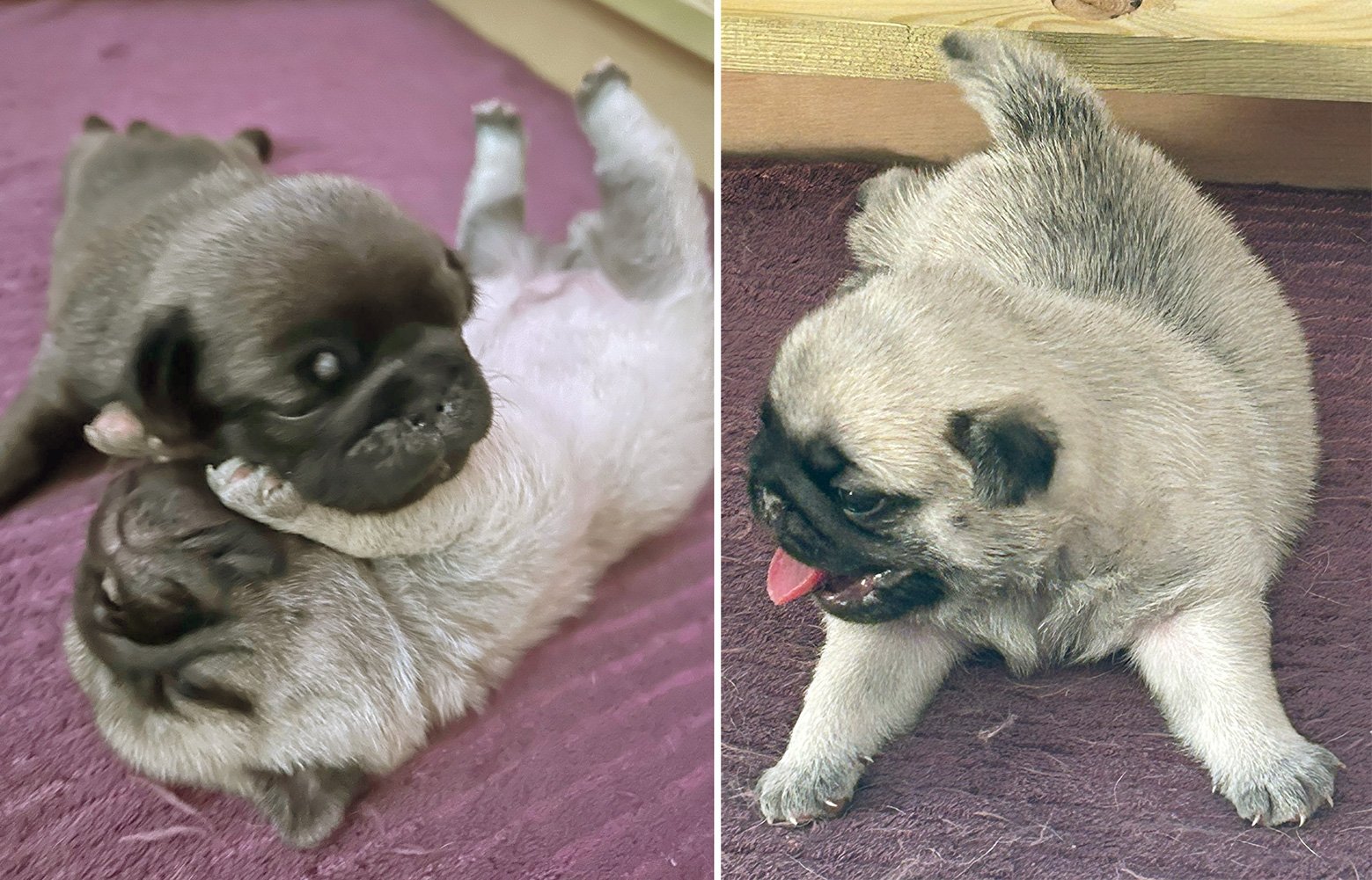 Jackie Maynard talks about the unexpected arrival of some new puppies