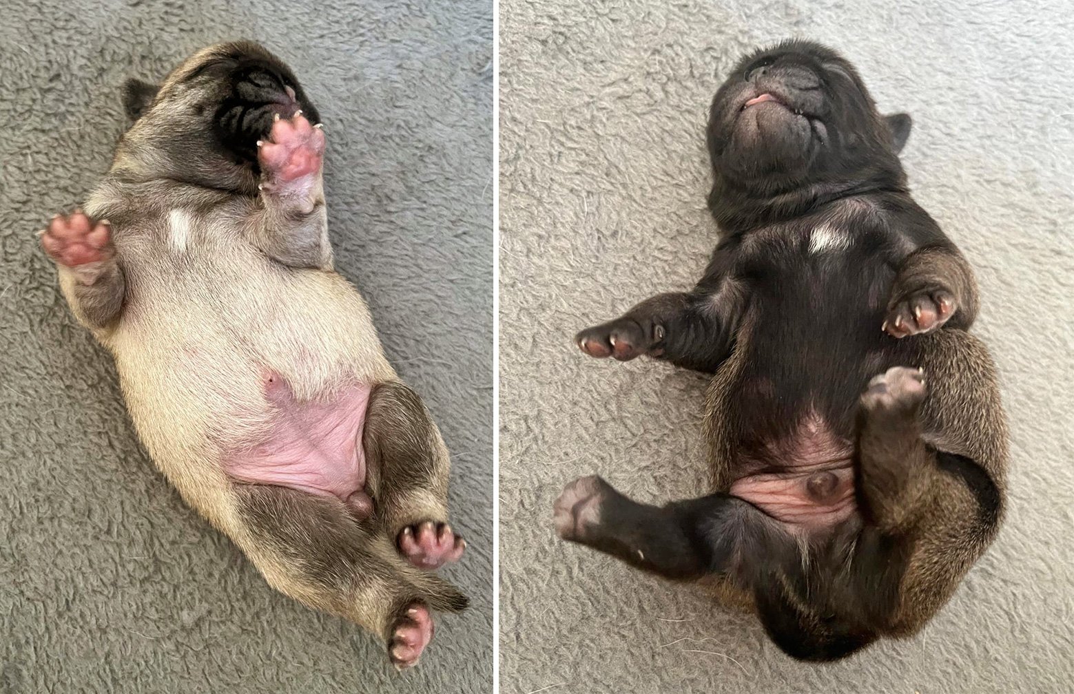 Jackie Maynard talks about the unexpected arrival of some new puppies