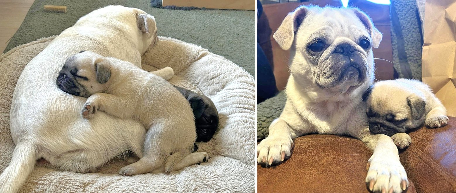 Jackie Maynard talks about the unexpected arrival of some new puppies