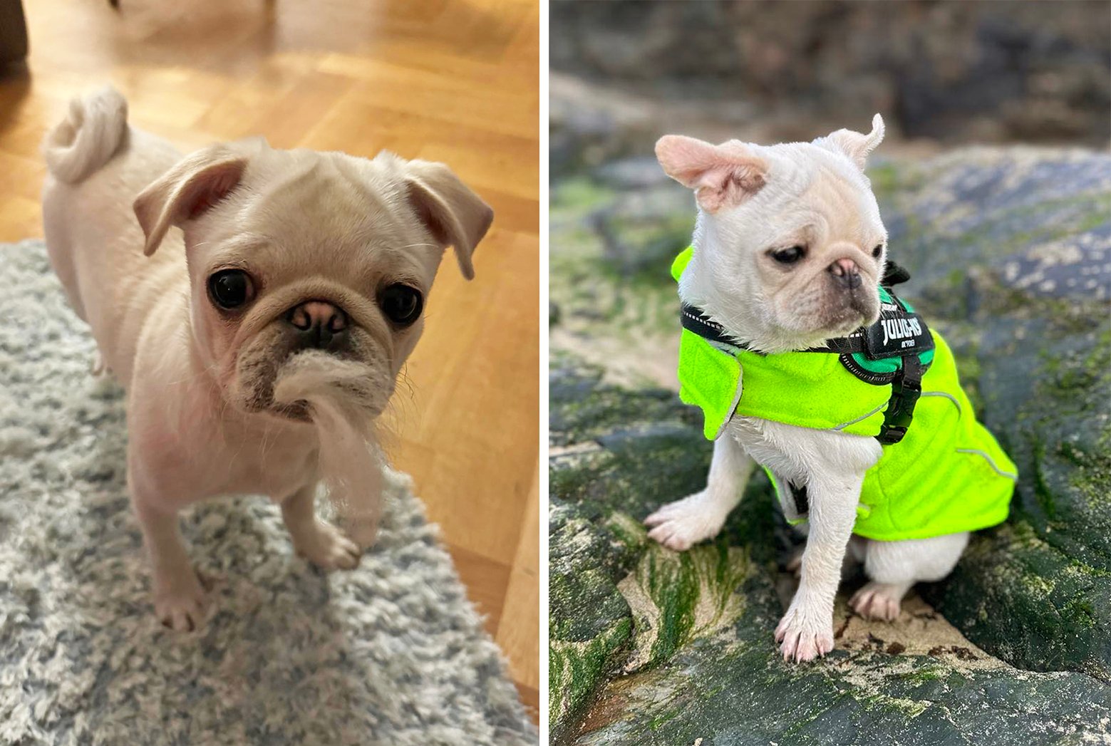 Alison & John's story of adopting Winston