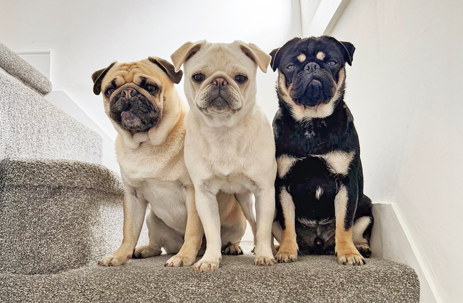 Alison & John's story of adopting Winston