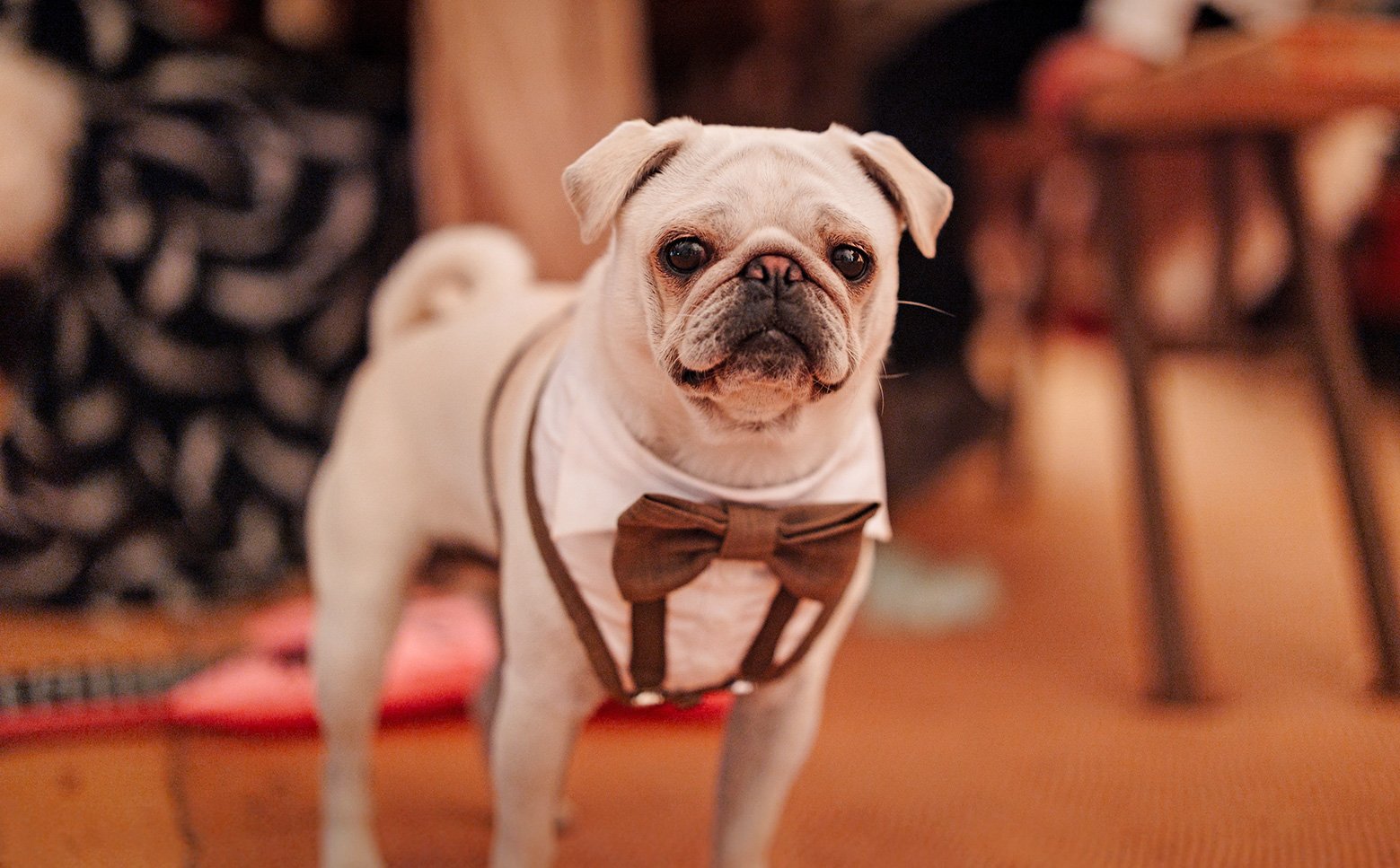 Alison & John's story of adopting Winston